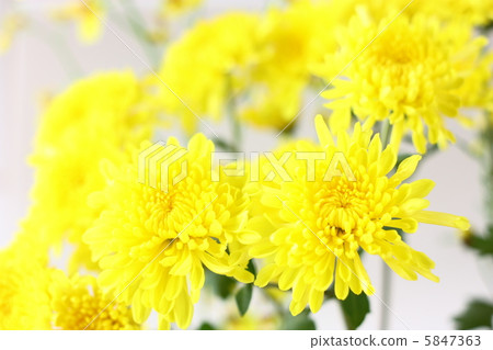 菊花 菊花 5847363