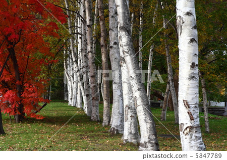 白樺樹樺樹 5847789