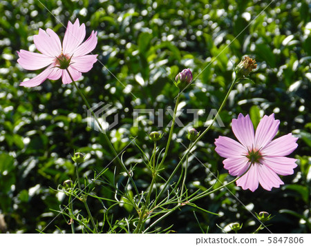 Cosmos (fall cherry) 5847806