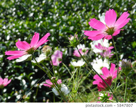 Cosmos (fall cherry) 5847807