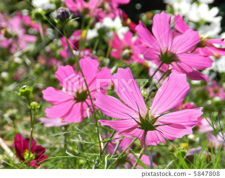 Cosmos (fall cherry) 5847808
