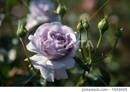 Rose: Bluebay You Rose: Bluebay You 5848009