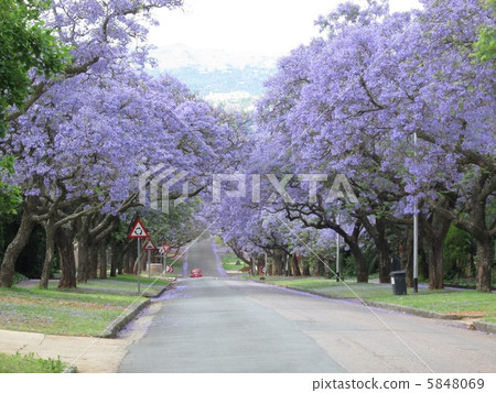 Jacaranda tunnel Pretoria South Africa 5848069