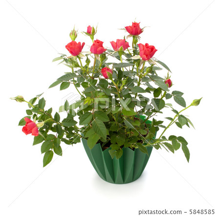 Beautiful rose in flowerpot 5848585