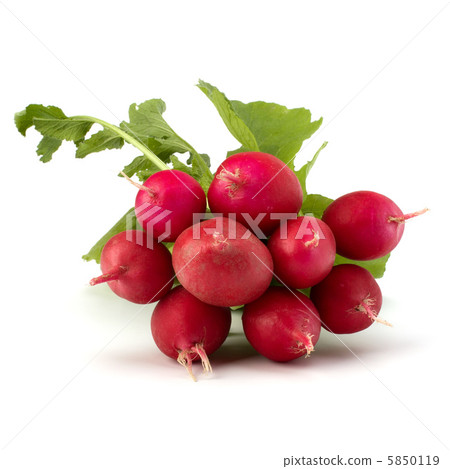.Small garden radish  . 5850119