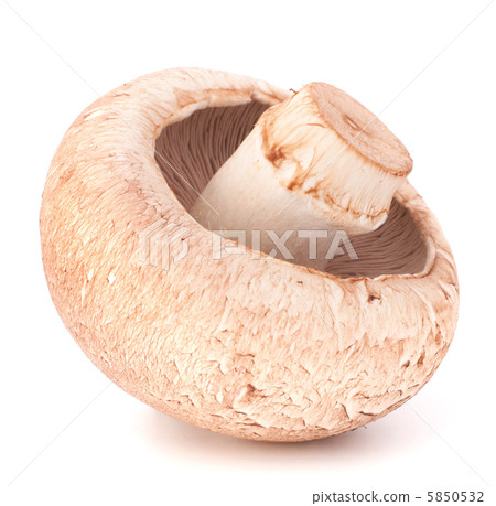 Brown champignon mushroom 5850532