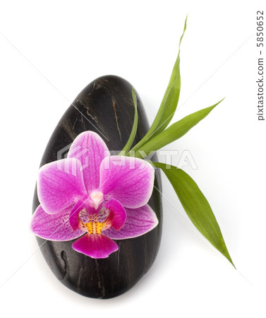 Spa and healthcare concept. Orchid and stones. 5850652