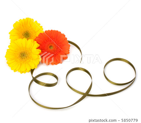 Beautiful daisy gerbera flowers 5850779