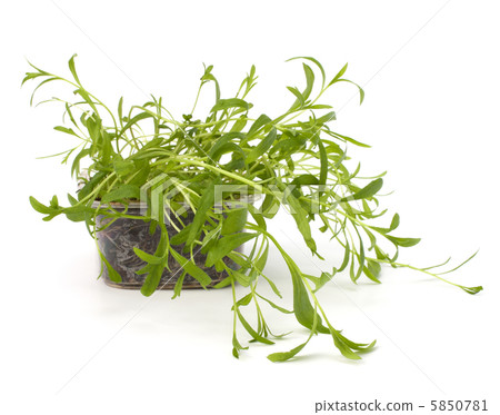 Tarragon spice 5850781