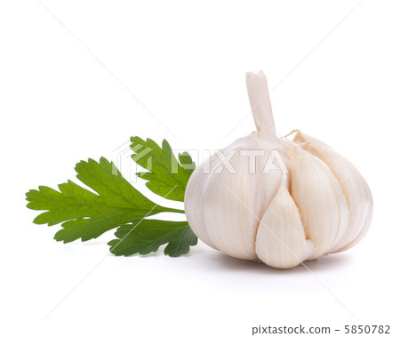 garlic bulb 5850782