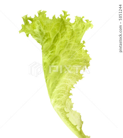 Salad lettuce Salad lettuce 5851244