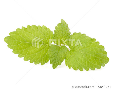 Peppermint Peppermint 5851252
