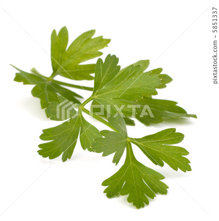 parsley 5851337
