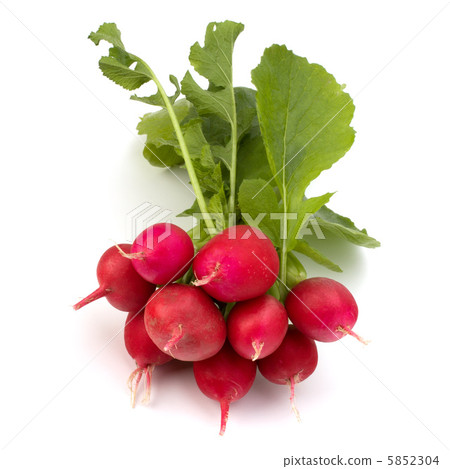 .Small garden radish  . 5852304