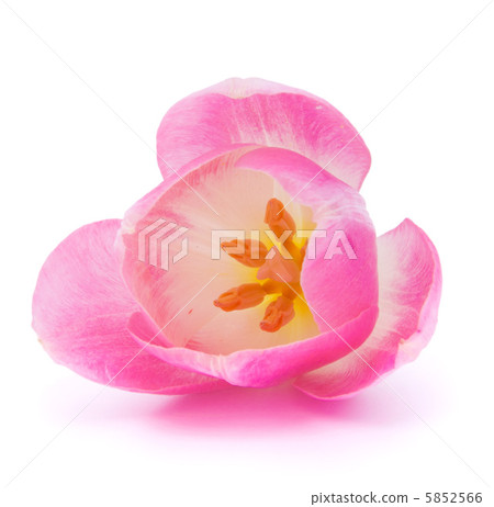 Pink tulip 5852566