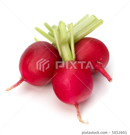 .Small garden radish  . 5852601