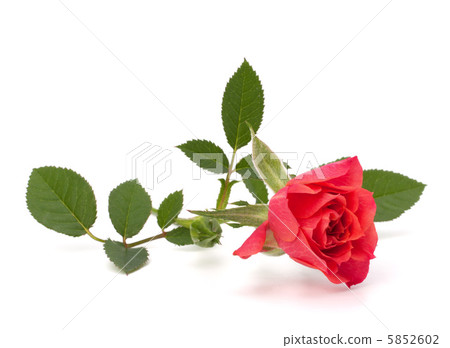 Beautiful rose 5852602