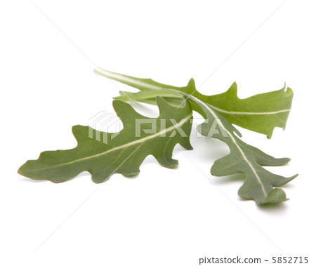 Sweet rucola salad or rocket lettuce leaves 5852715