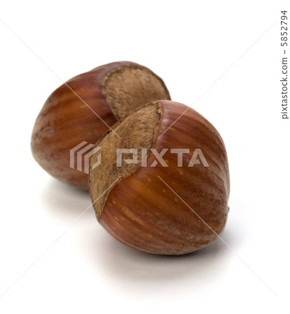 hazelnuts isolated on white background hazelnuts isolated on white background 5852794