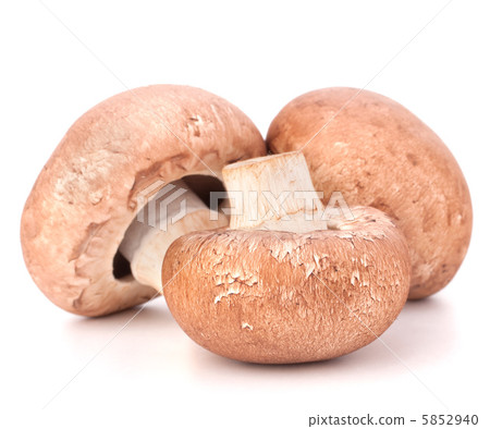 Brown champignon mushroom 5852940