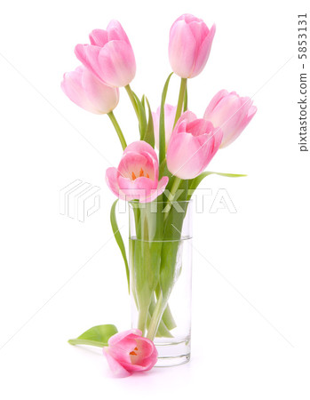 Pink tulips bouquet in vase isolated on white background 5853131