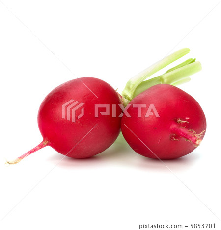 .Small garden radish  . 5853701