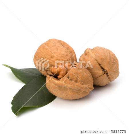 walnut walnut 5853773