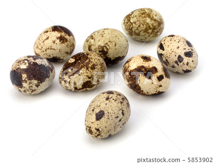quail eggs 5853902