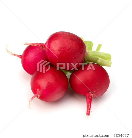 .Small garden radish  . 5854027