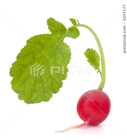 Small garden radish with leaves Small garden radish with leaves 5854177