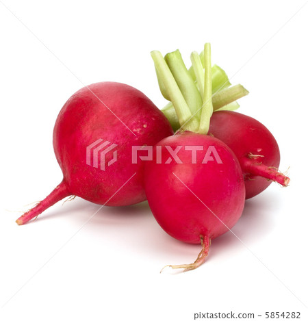 .Small garden radish  . 5854282