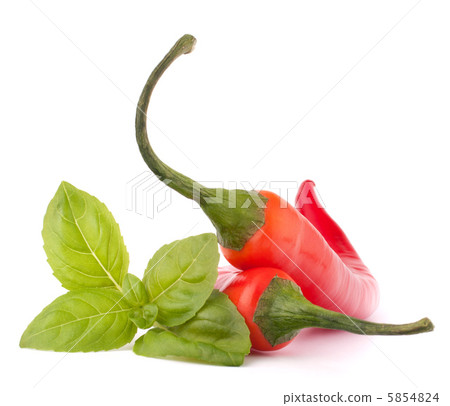 Hot red chili or chilli pepper and basil leaves still life Hot red chili or chilli pepper and basil leaves still life 5854824