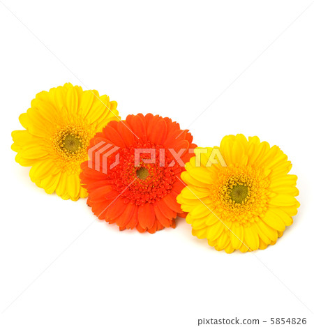 Beautiful daisy gerbera flowers Beautiful daisy gerbera flowers 5854826