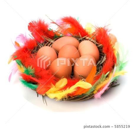easter egg in nest isolated on white background easter egg in nest isolated on white background 5855219