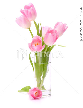 Pink tulips bouquet in vase isolated on white background Pink tulips bouquet in vase isolated on white background 5855670