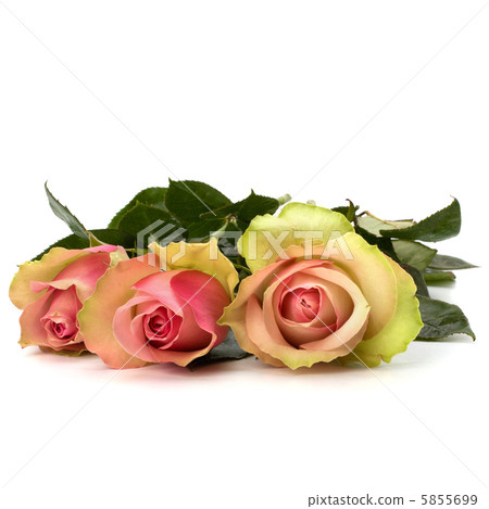 Beautiful roses isolated on white background 5855699