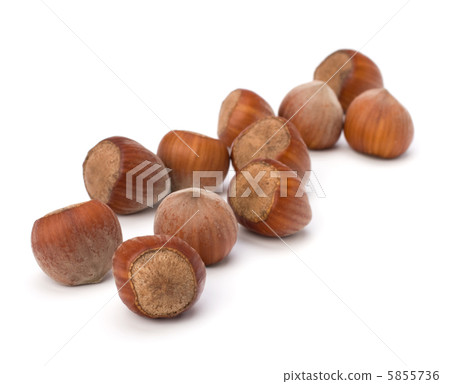 hazelnuts isolated on white background hazelnuts isolated on white background 5855736