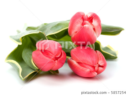 tulips  isolated on white background 5857254