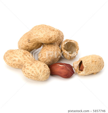 Peanut 5857746