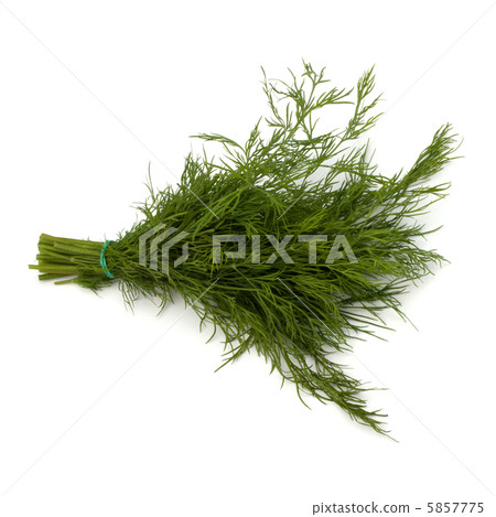 dill close up 5857775