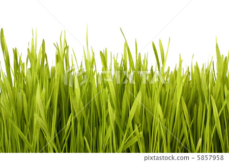 Grass silhouette 5857958