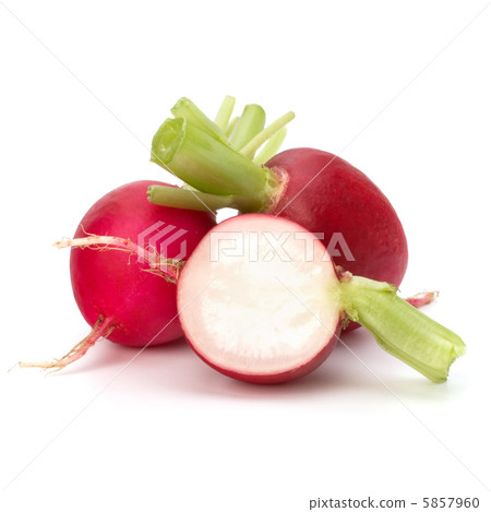 .Small garden radish . .Small garden radish . 5857960