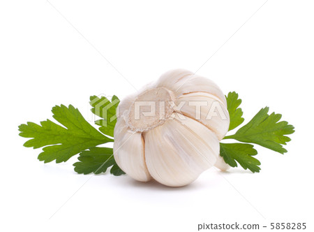garlic bulb garlic bulb 5858285