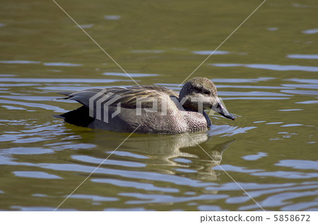 Gadwall 5858672