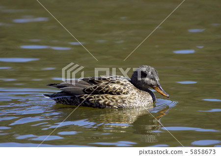 Gadwall Gadwall 5858673