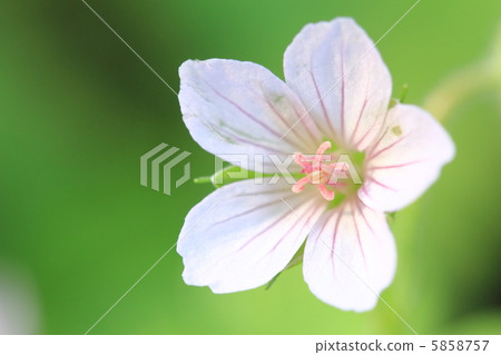 Geranium thunbergii 5858757