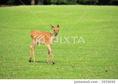A deer 5859048