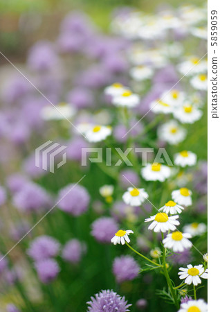 洋甘菊和韭菜 洋甘菊和韭菜 5859059