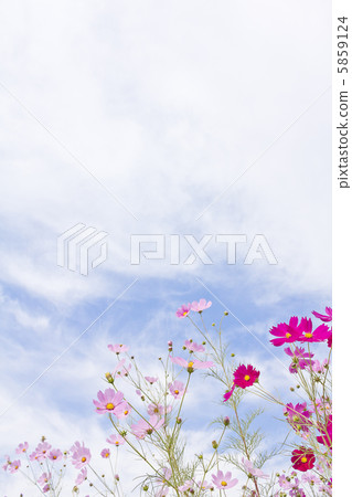 波斯菊花 5859124