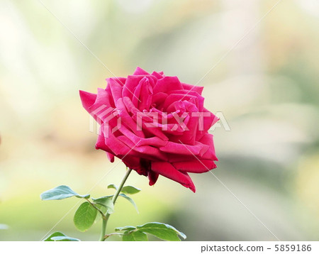 Burgundo 81 Burgundo 81 5859186